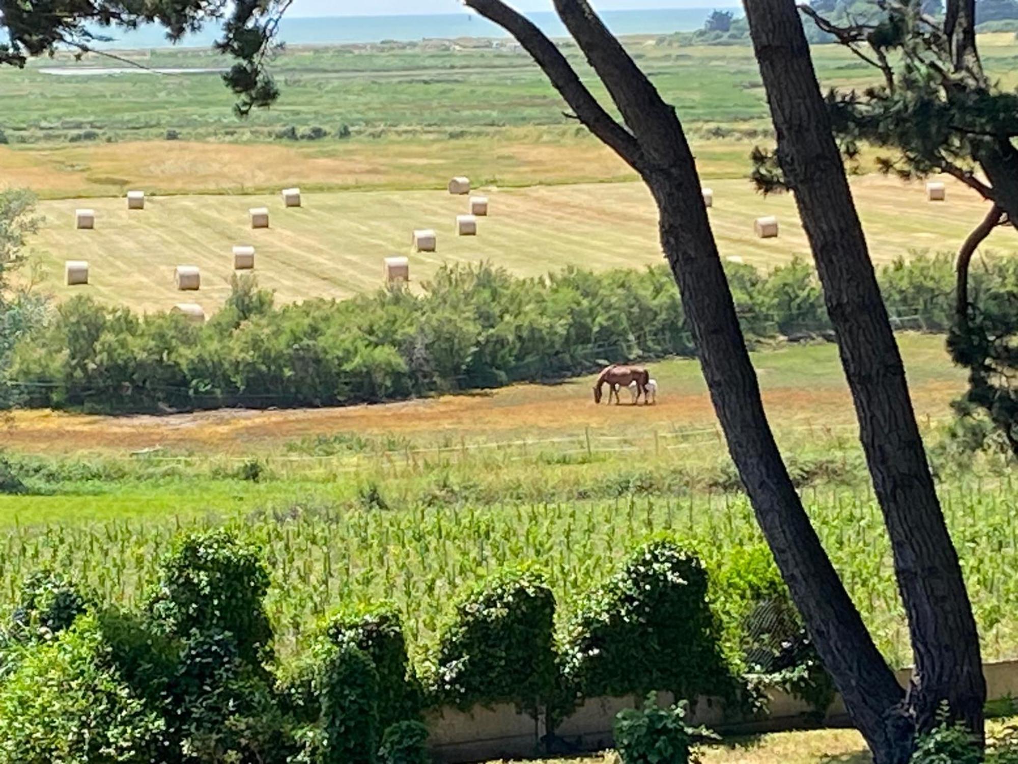 Villa Vieilles Vignes Vue Mer Billiers Экстерьер фото
